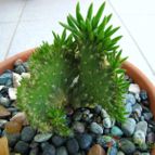Collecion de ggabi
