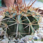 Collecion de ggabi