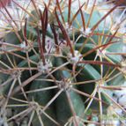 Collecion de ggabi
