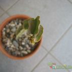 Collecion de ggabi