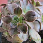Collecion de ggabi