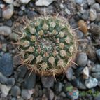 Collecion de ggabi