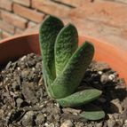 Collecion de ggabi