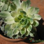Collecion de ggabi