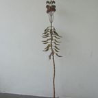 Collecion de ggabi