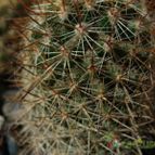 Collecion de ggabi