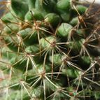 Collecion de ggabi