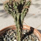 Collecion de ggabi