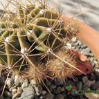 Collecion de ggabi