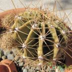 Collecion de ggabi