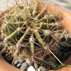 Collecion de ggabi