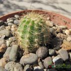 Collecion de ggabi