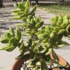 Collecion de ggabi