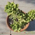 Collecion de ggabi