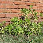 Collecion de ggabi