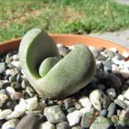 Collecion de ggabi
