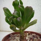 Collecion de gusano