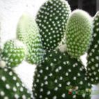 Collecion de gusano