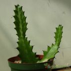 Collecion de gusano