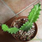 Collecion de gusano