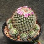 Collecion de gusano