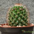 Collecion de gusano