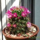 Collecion de gusano