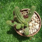 Collecion de gusano