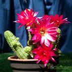 Collecion de gusano