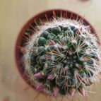 Collecion de hamish