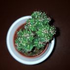 Collecion de hamish