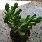 Collecion de hoja