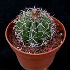 Collecion de hurraquillo