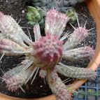 Collecion de hurraquillo