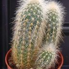Collecion de hurraquillo