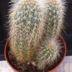 Collecion de hurraquillo