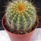 Collecion de hurraquillo