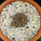 Collecion de hurraquillo