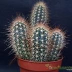 Collecion de hurraquillo
