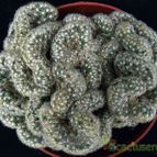 Collecion de hurraquillo