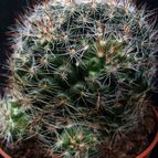 Collecion de hurraquillo
