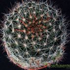 Collecion de hurraquillo