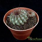 Collecion de hurraquillo