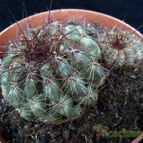 Collecion de hurraquillo