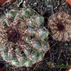 Collecion de hurraquillo