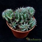 Collecion de hurraquillo