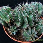 Collecion de hurraquillo