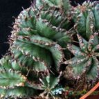 Collecion de hurraquillo