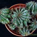 Collecion de hurraquillo