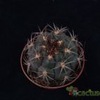Collecion de hurraquillo